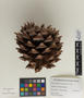 Pinus sabiniana image