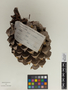 Pinus sabiniana image