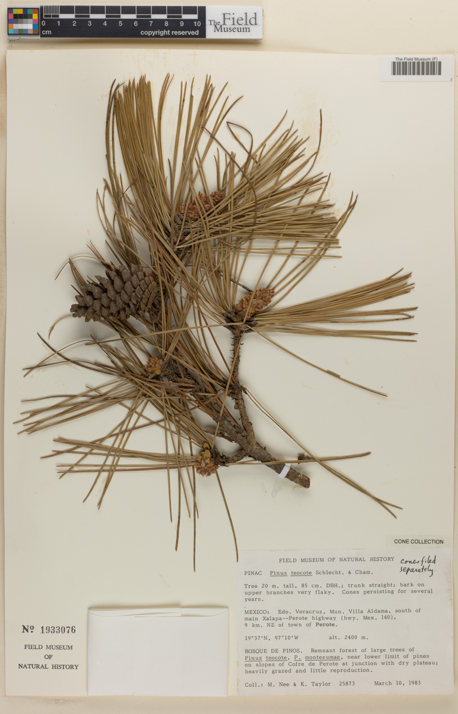 Pinus teocote image
