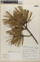 Pinus teocote image