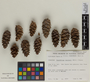 Pseudotsuga menziesii image
