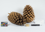Pinus coulteri image