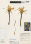 Echinopsis rojasii image