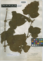 Rubus bullatus image