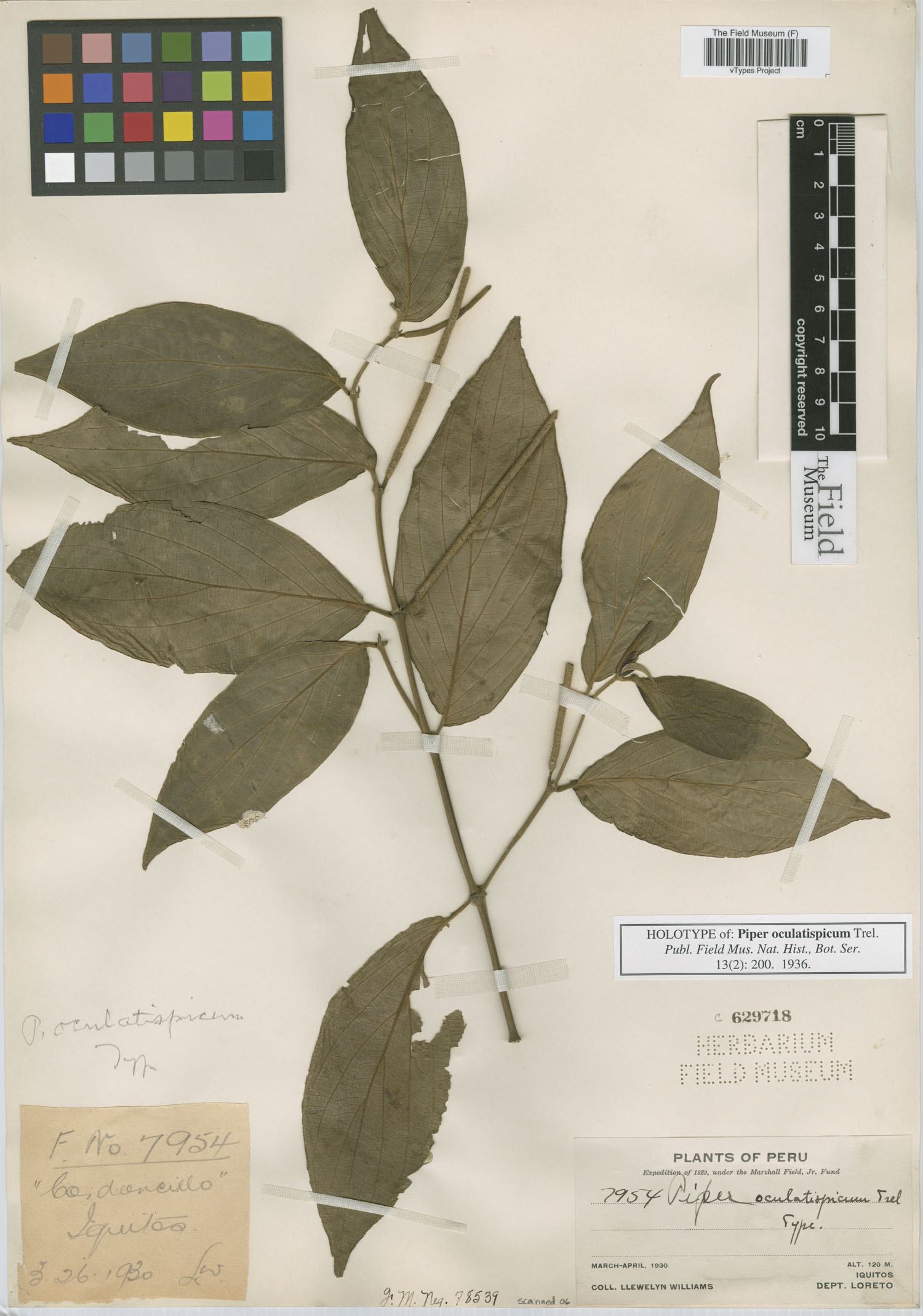 Piper oculatispicum image