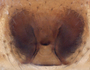 Idionella rugosa female epigynum
