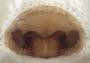 Soulgas corticarius female epigynum