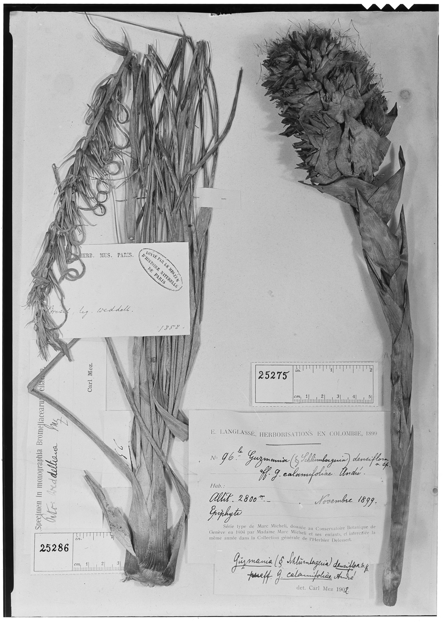 Guzmania densiflora image