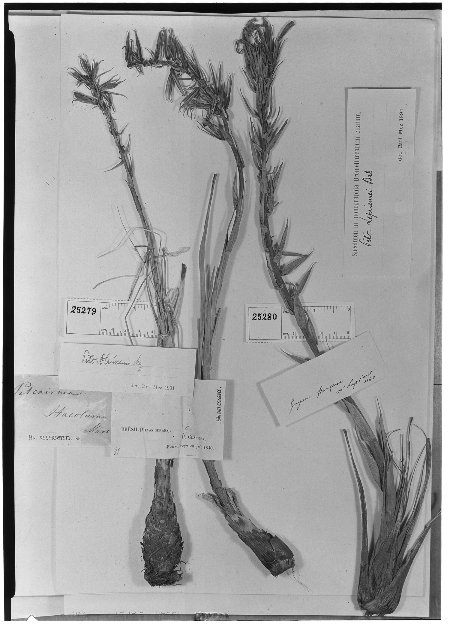 Pitcairnia rubiginosa var. rubiginosa image