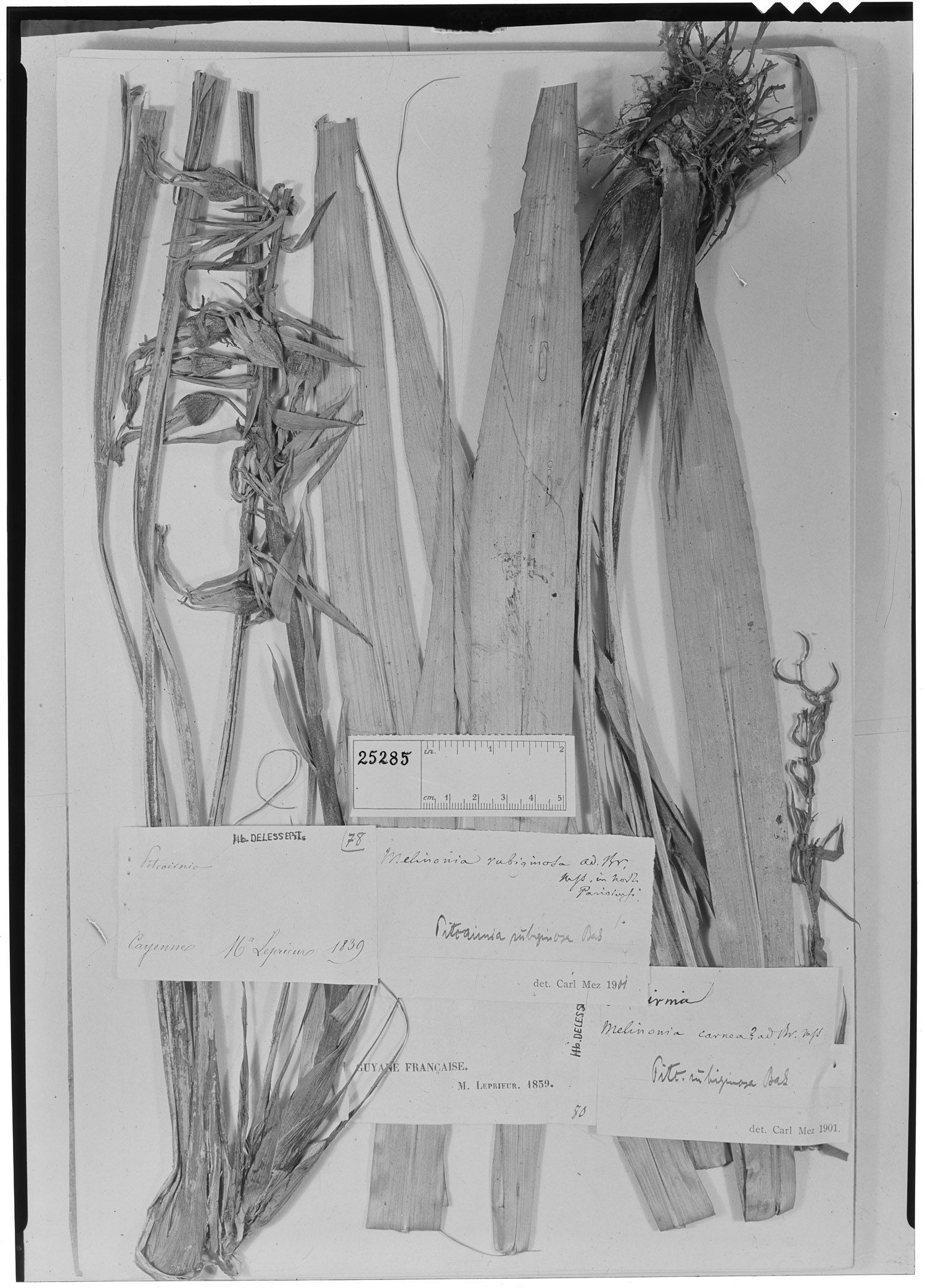 Pitcairnia rubiginosa image