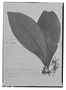 Tovomita tenuiflora image