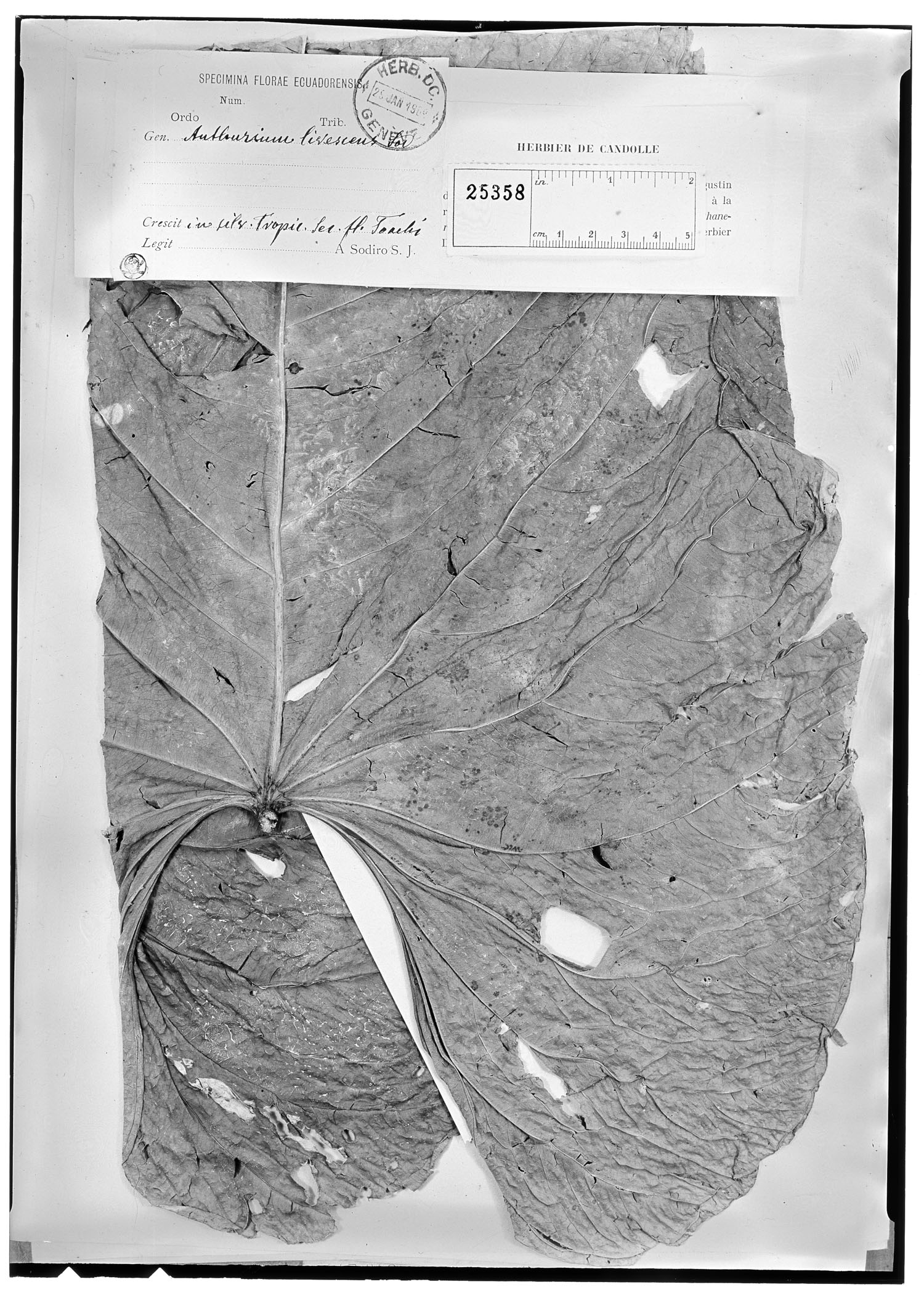 Anthurium versicolor var. versicolor image