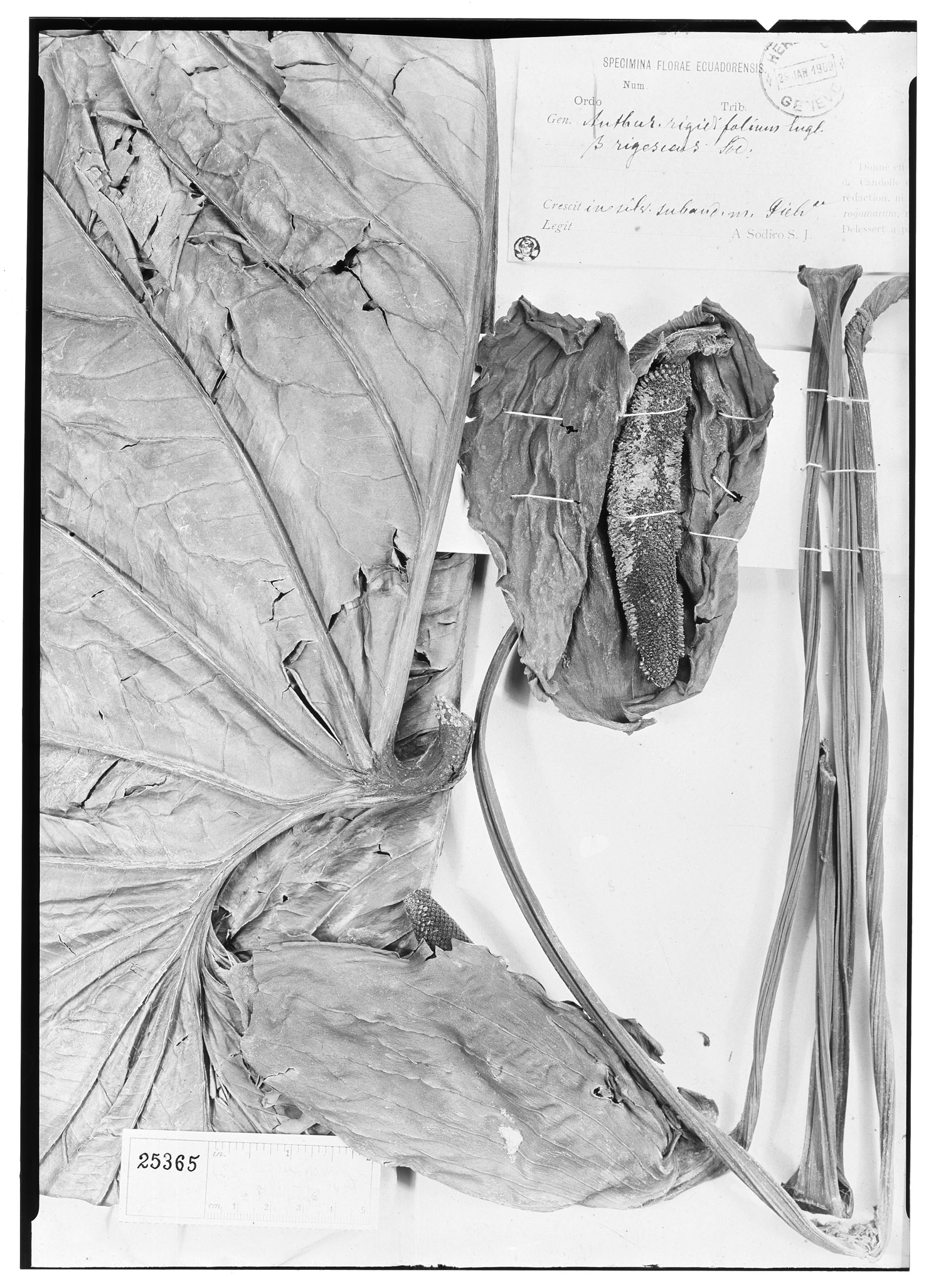 Anthurium rigidifolium image