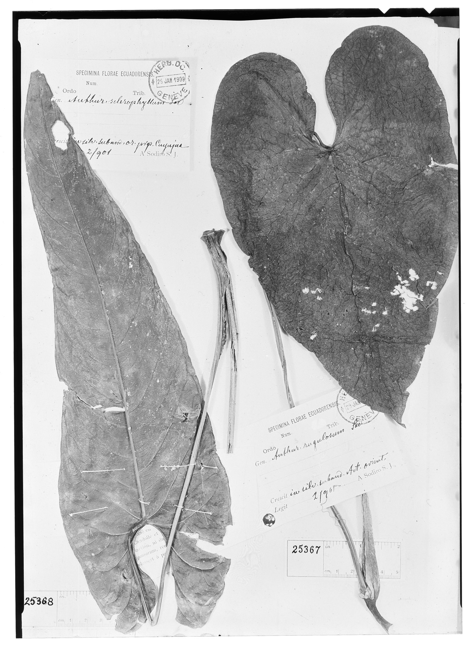 Anthurium rugulosum image