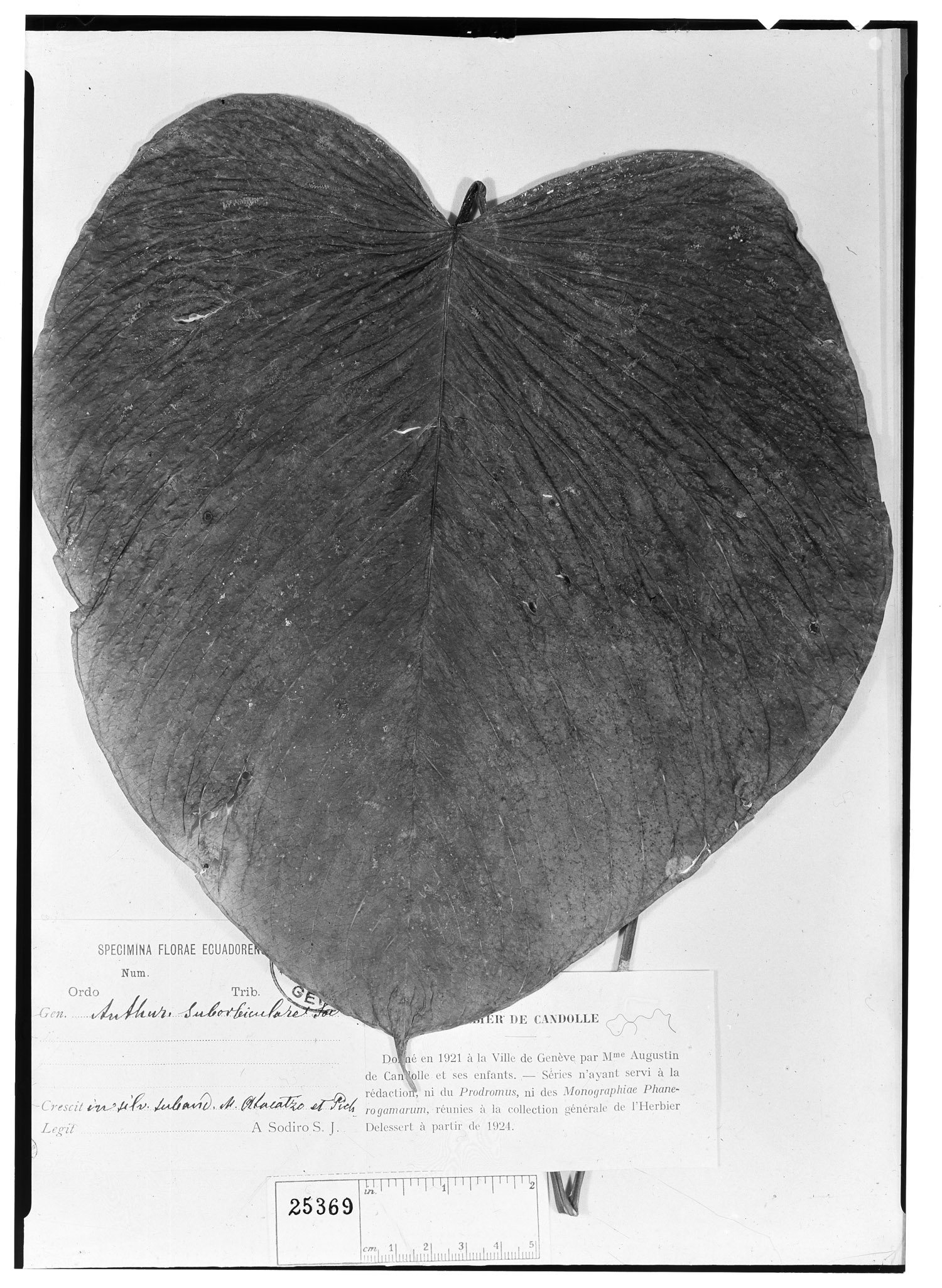 Anthurium longicaudatum image