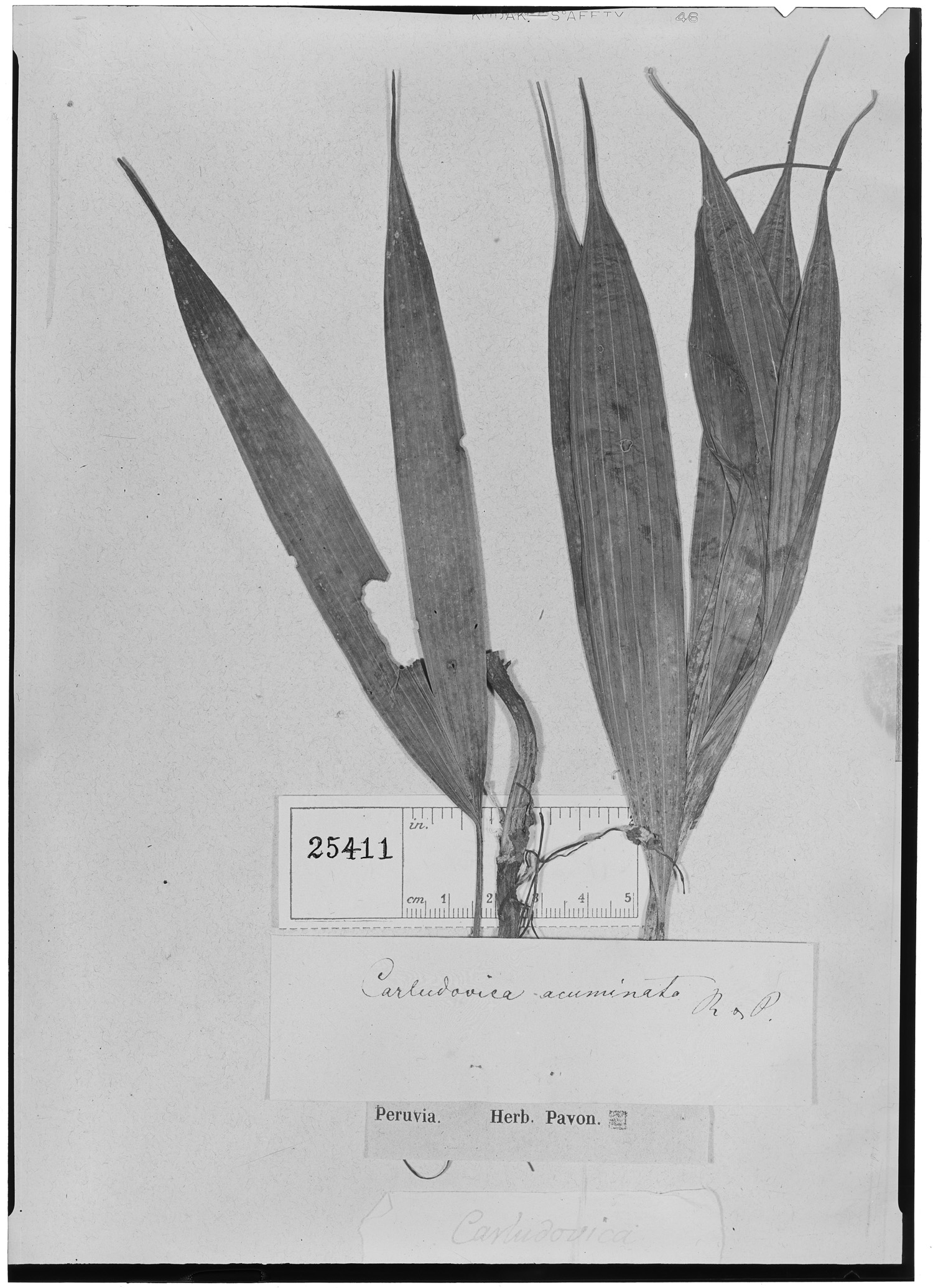 Carludovica acuminata image