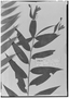 Bomarea pauciflora image