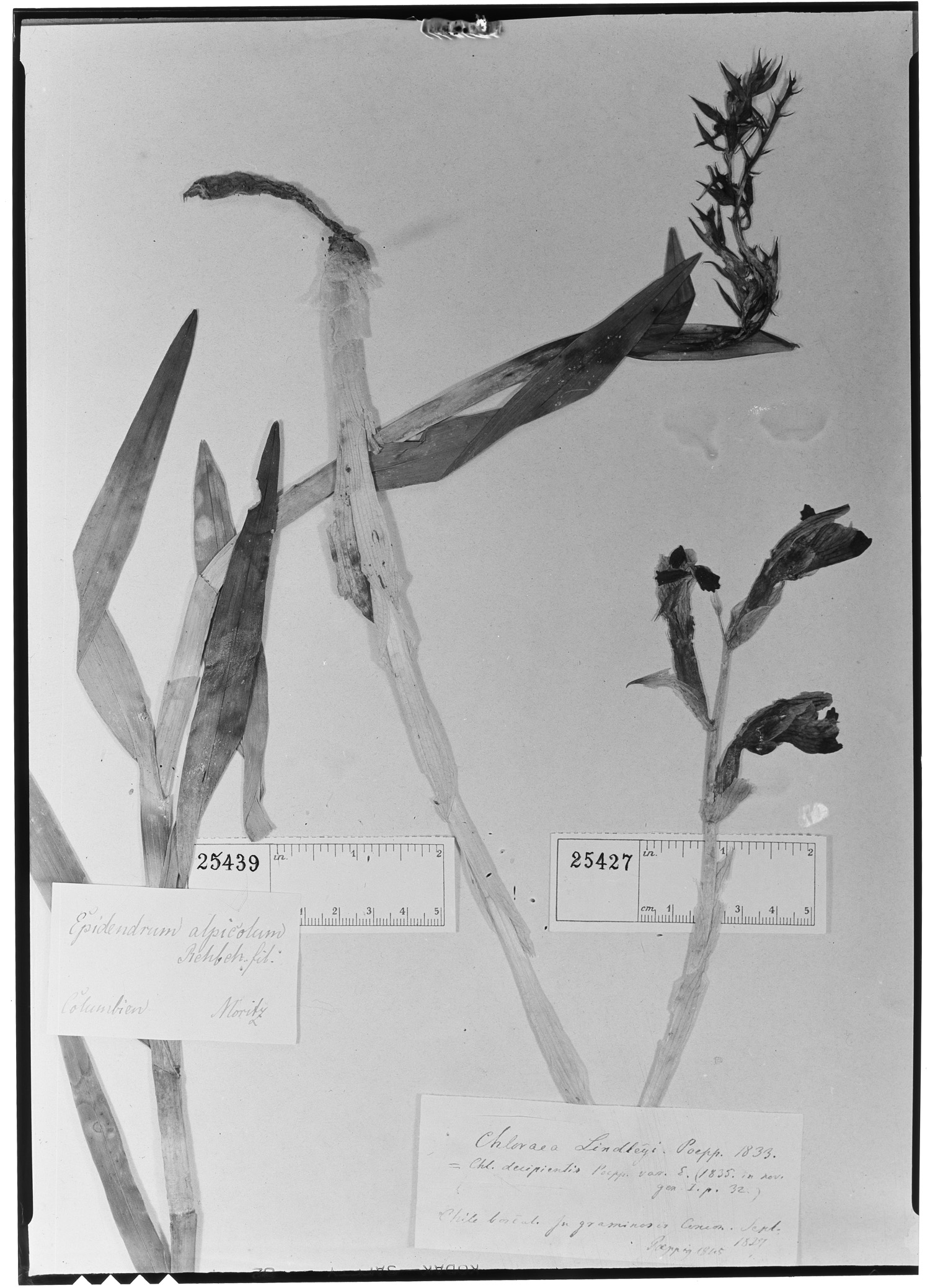 Chloraea gavilu image
