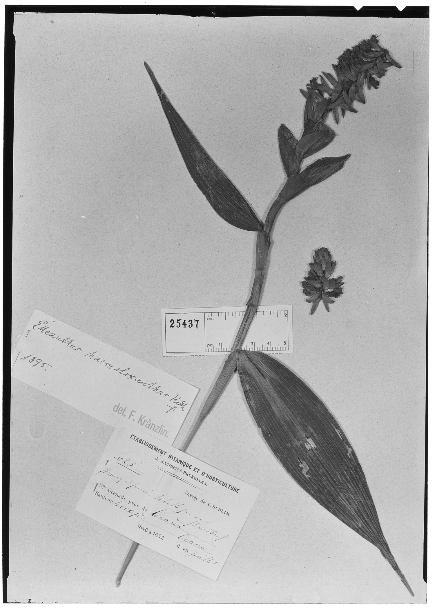 Elleanthus haematoxanthus image