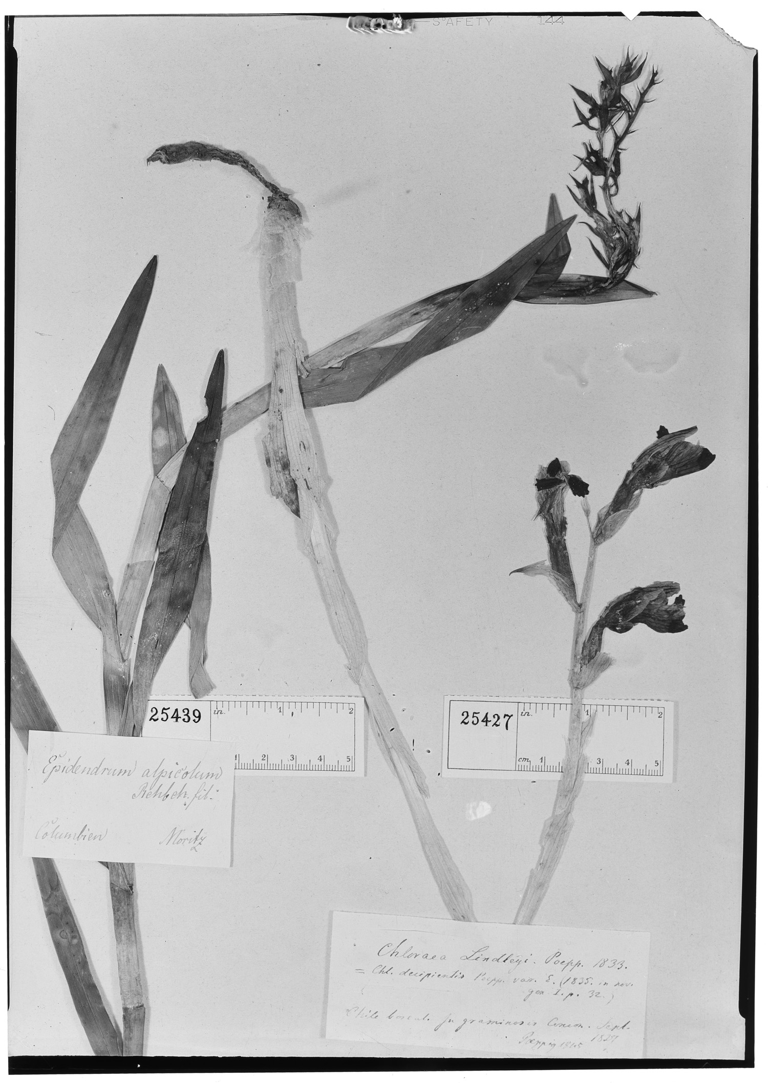 Epidendrum alpicola image