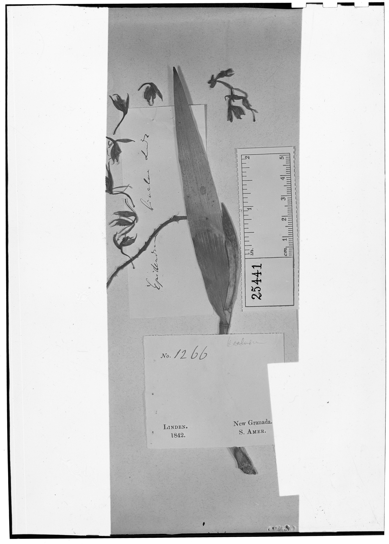 Epidendrum bivalve image