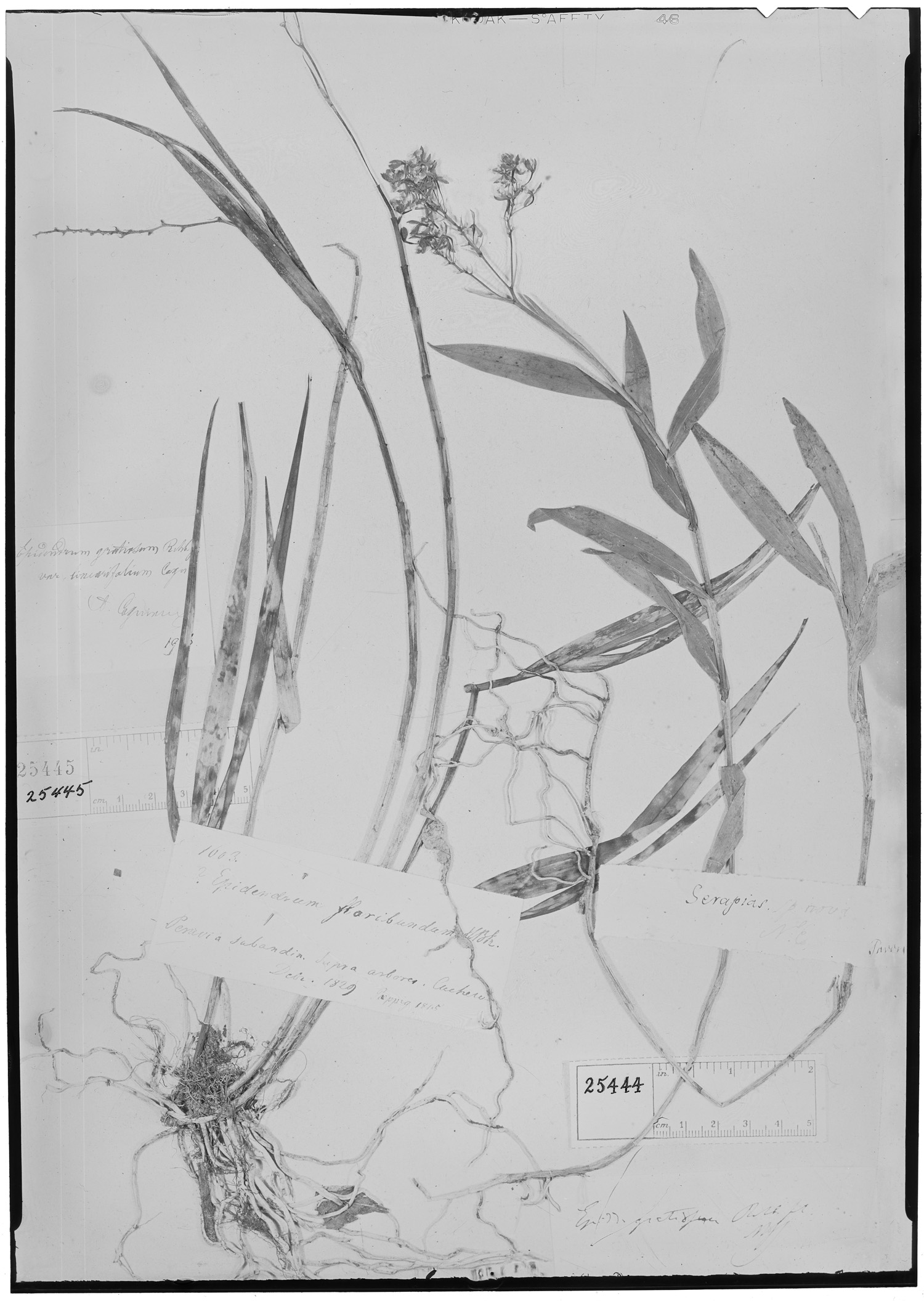 Epidendrum gratiosum image