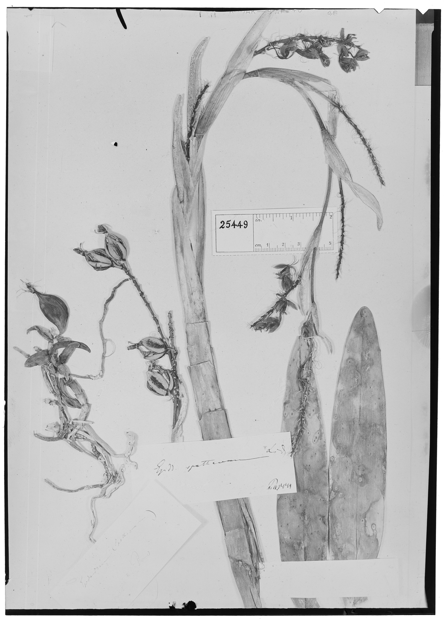 Epidendrum spathaceum image