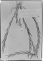 Lockhartia longifolia image