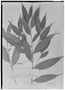 Sorocea muriculata subsp. uaupensis image
