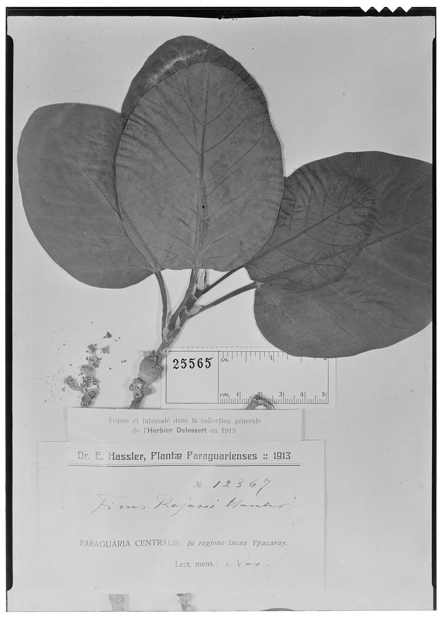 Ficus rojasii image