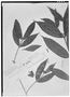 Alibertia bertierifolia image