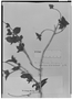 Chomelia tenuiflora image