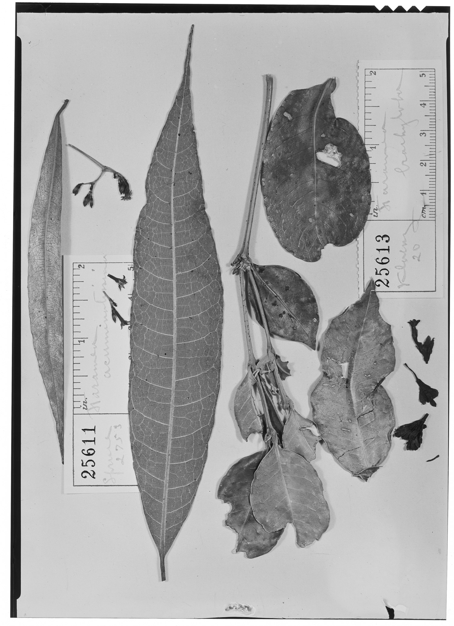 Faramea acuminatissima image