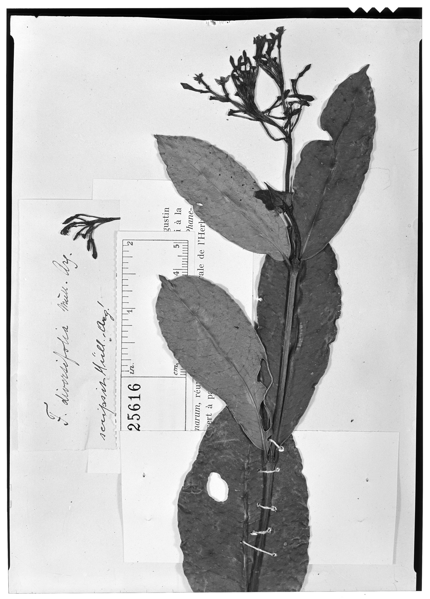Faramea diversifolia image