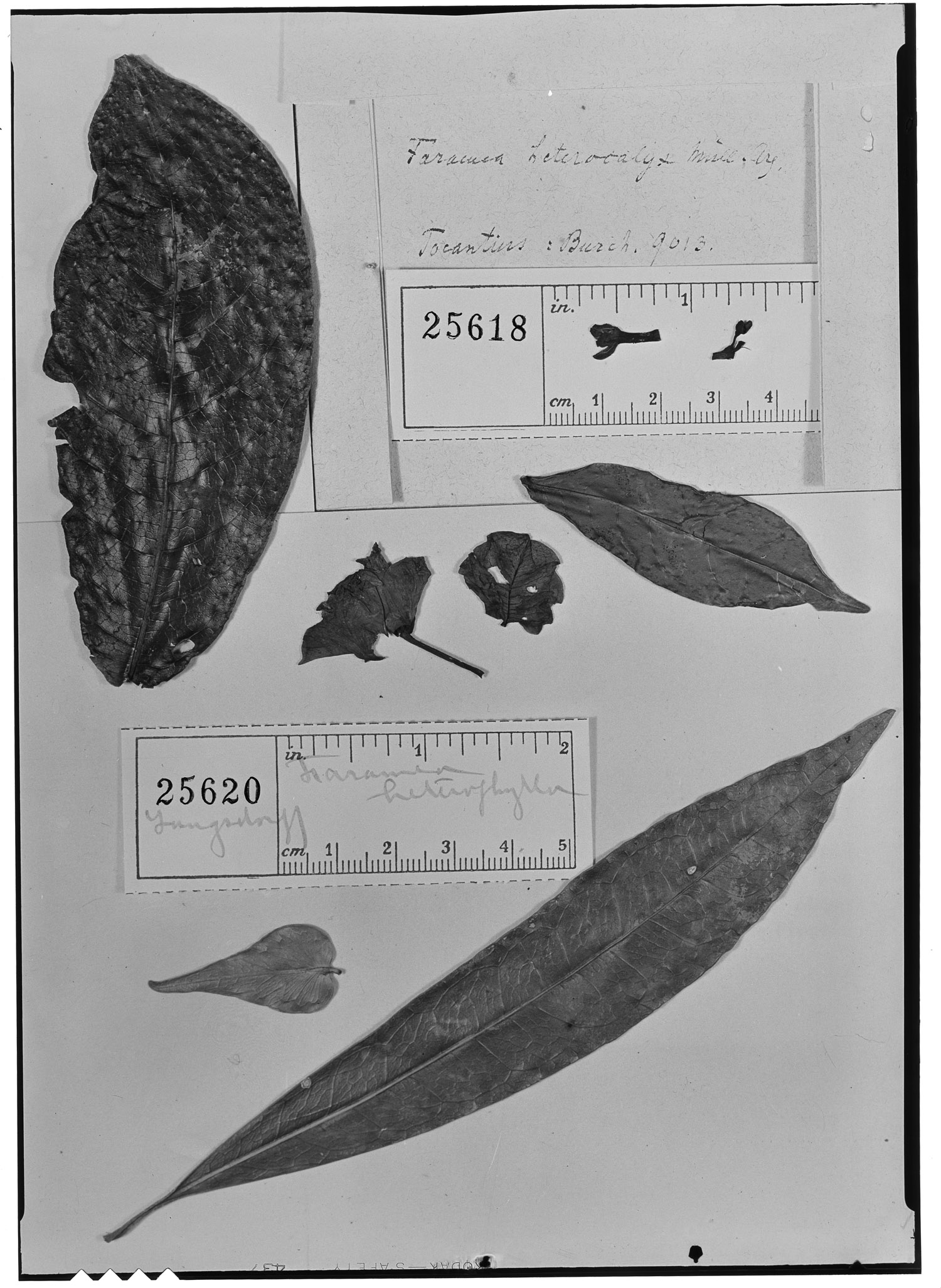 Faramea heterophylla image