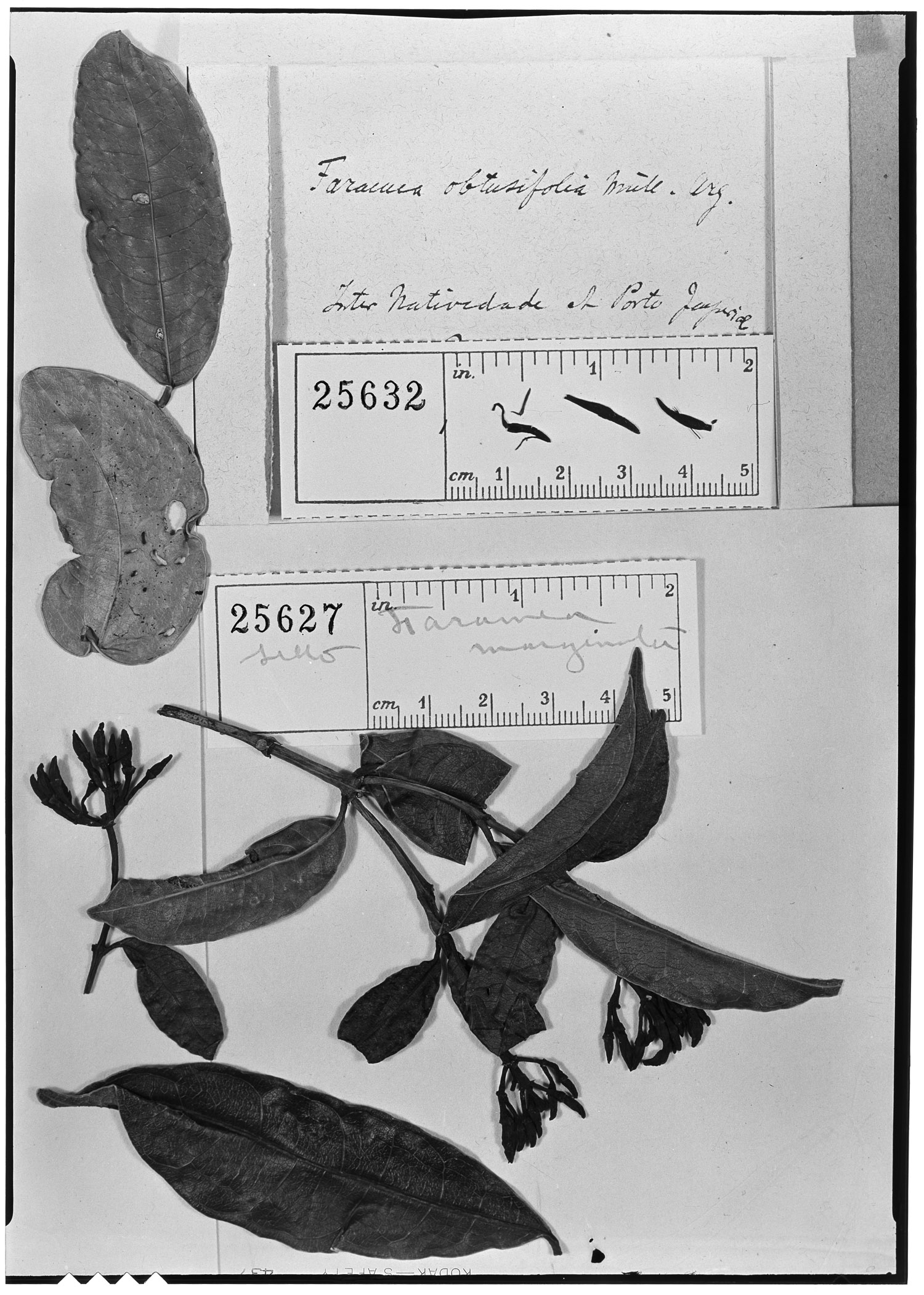 Faramea obtusifolia image