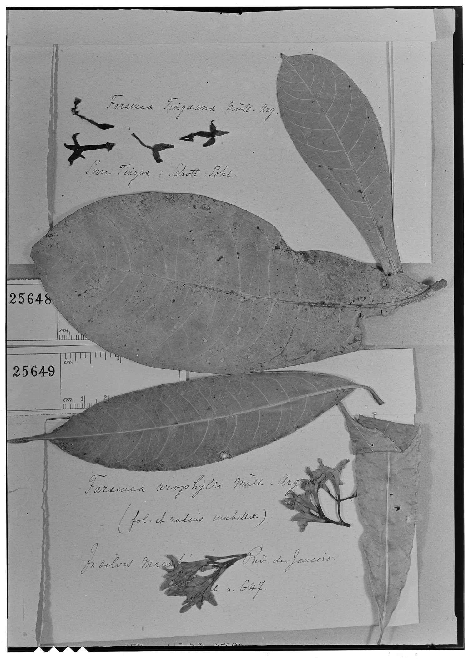 Faramea urophylla image