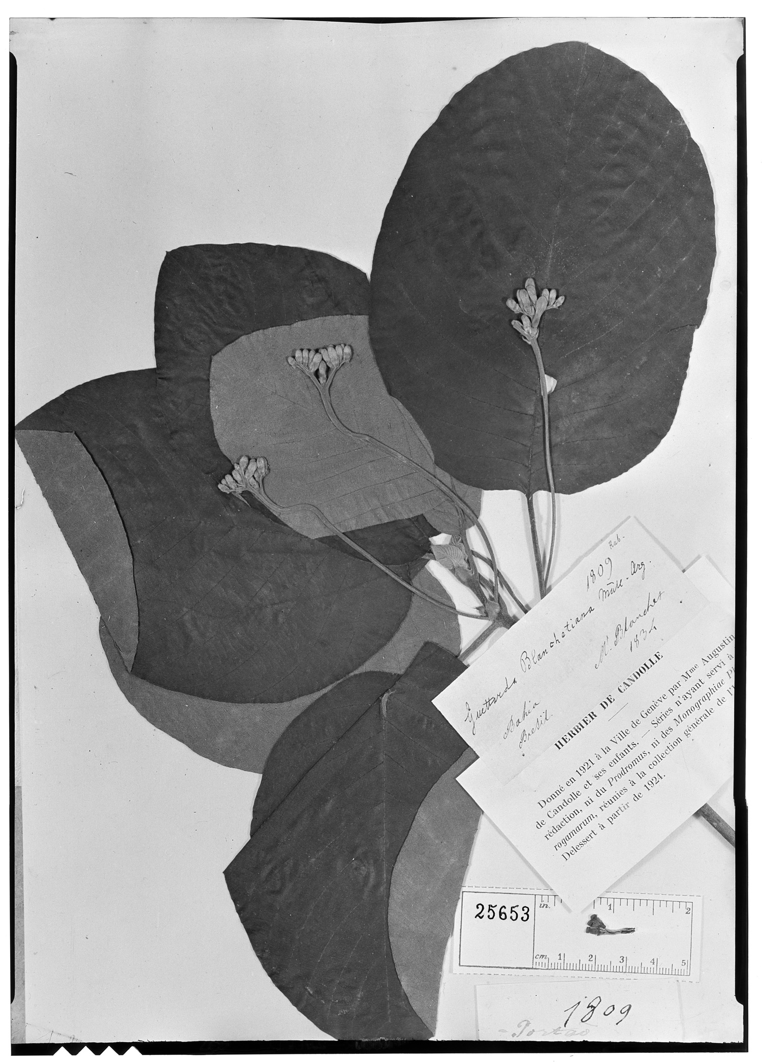 Guettarda blanchetiana image
