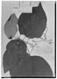 Guettarda macrantha image