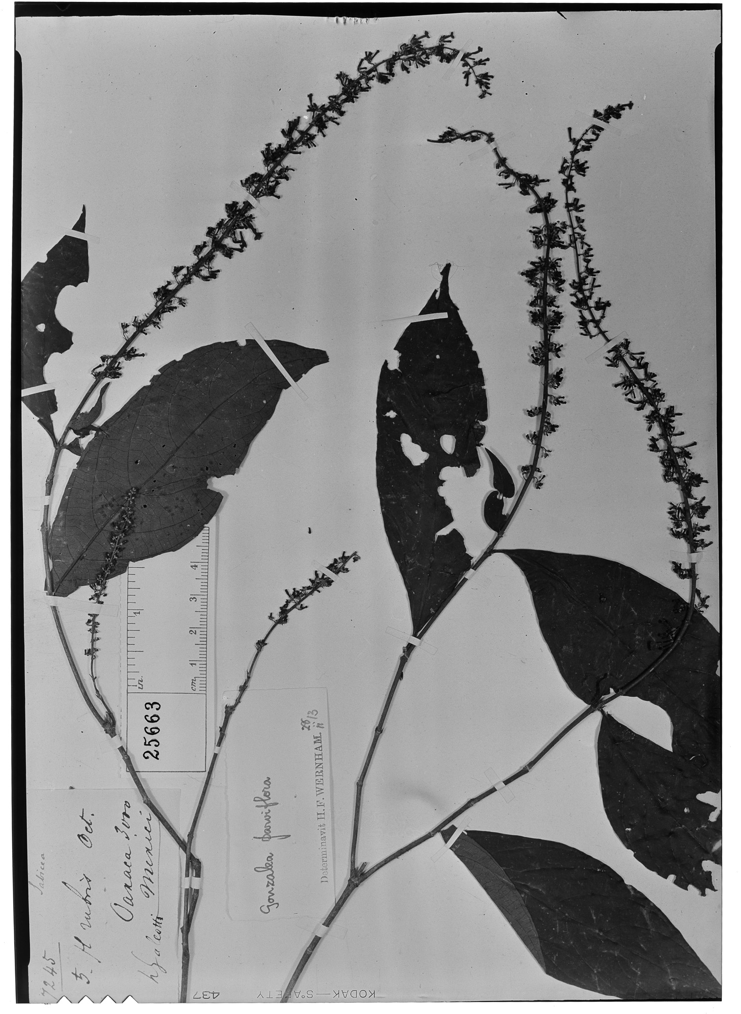 Arachnothryx capitellata subsp. capitellata image