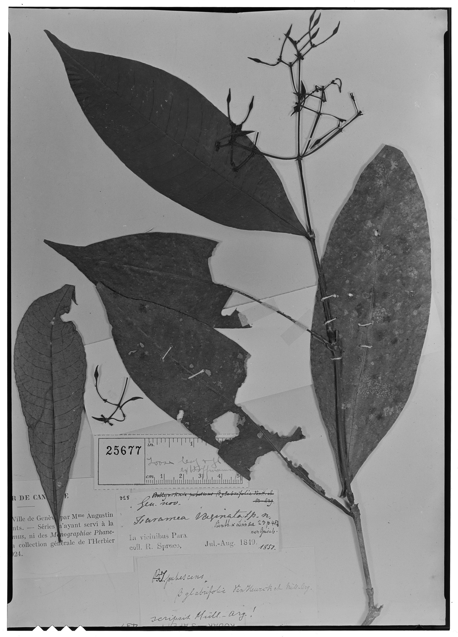 Ixora pubescens image