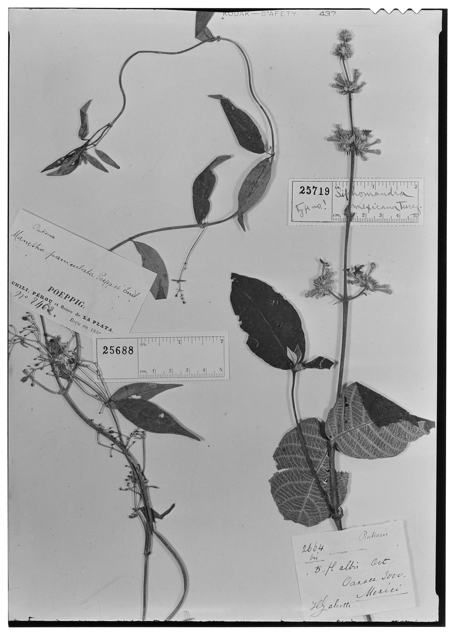 Manettia paniculata image