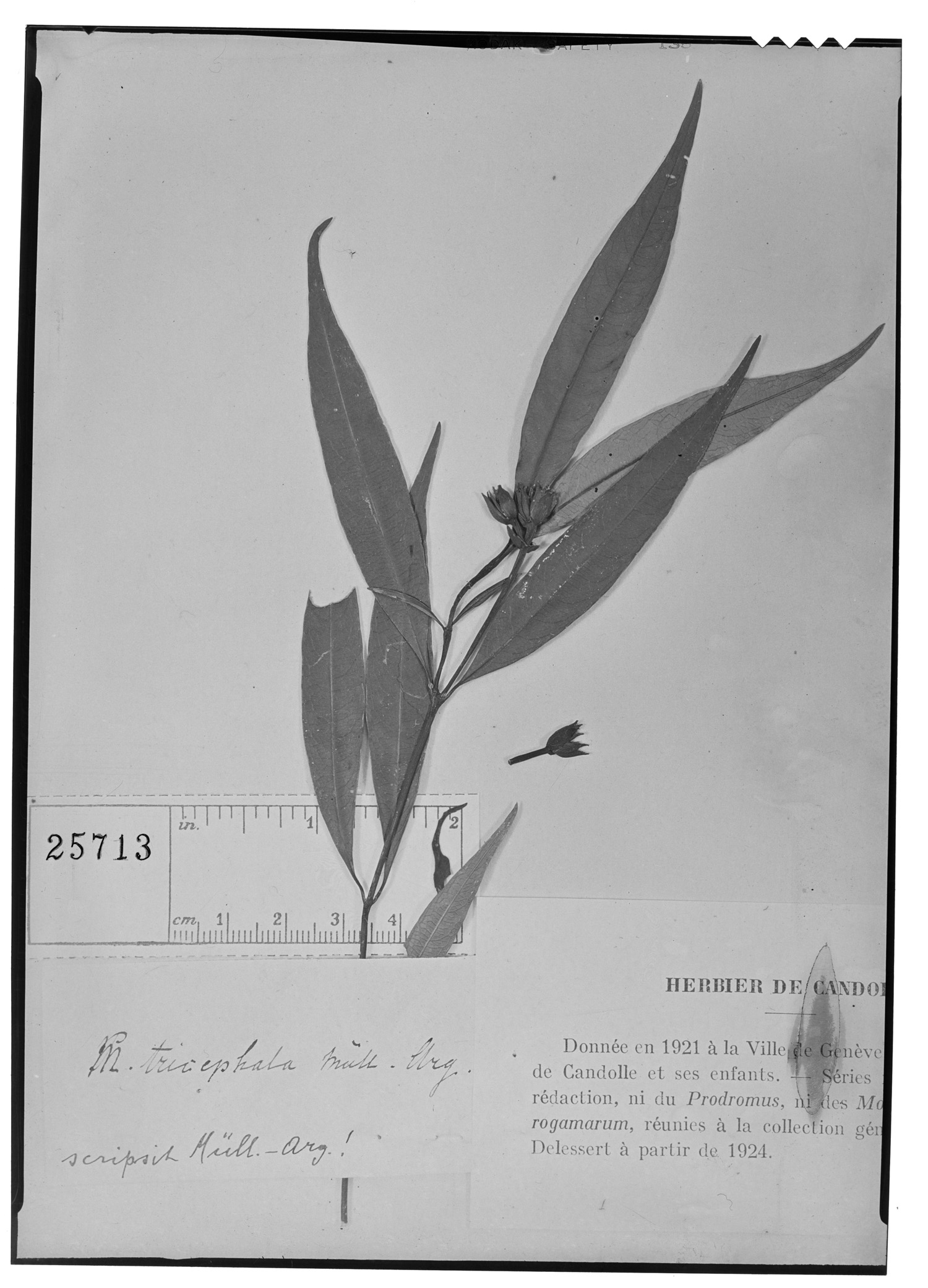 Palicourea tricephala image