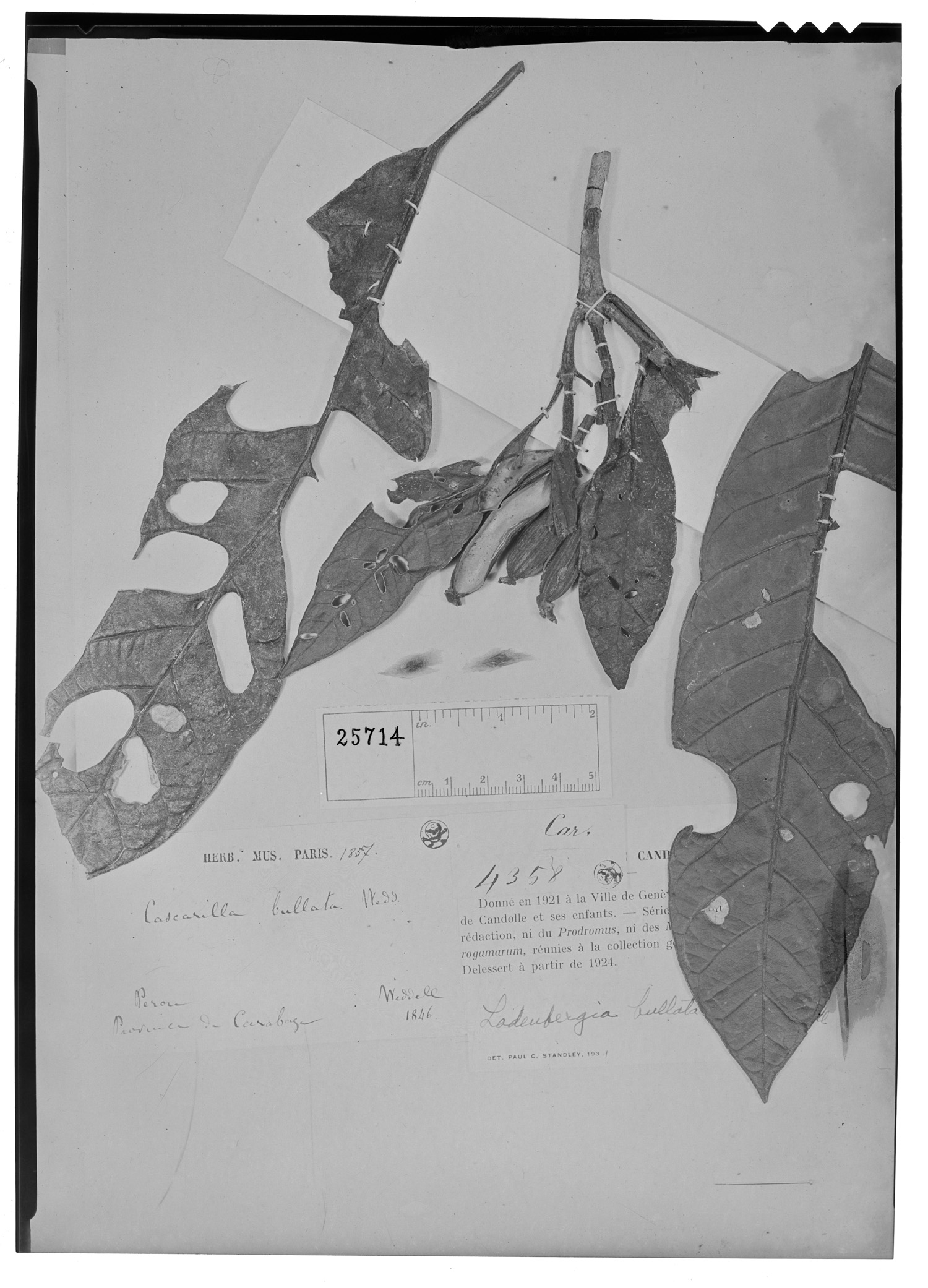 Ladenbergia bullata image