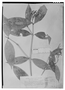 Rudgea blanchetiana image