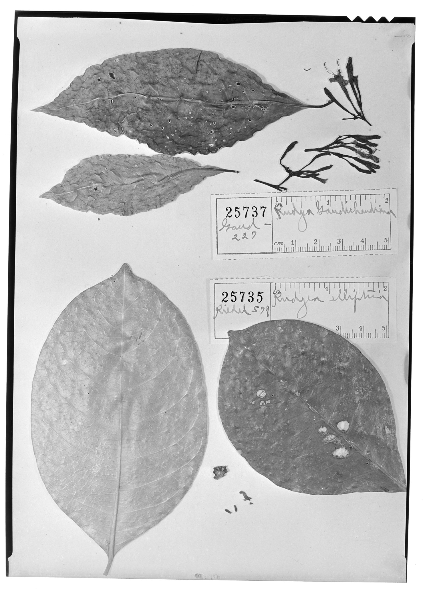 Rudgea jasminoides subsp. jasminoides image