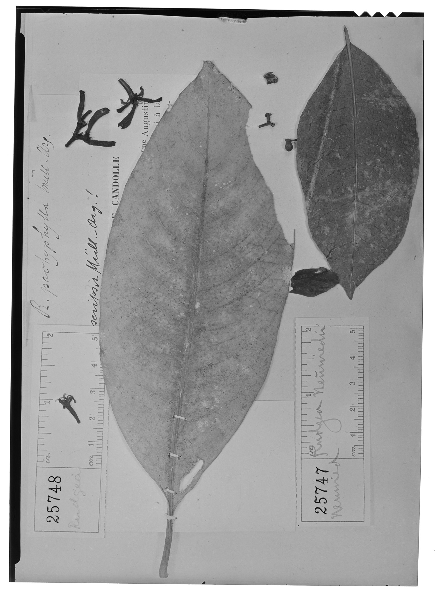 Rudgea pachyphylla image