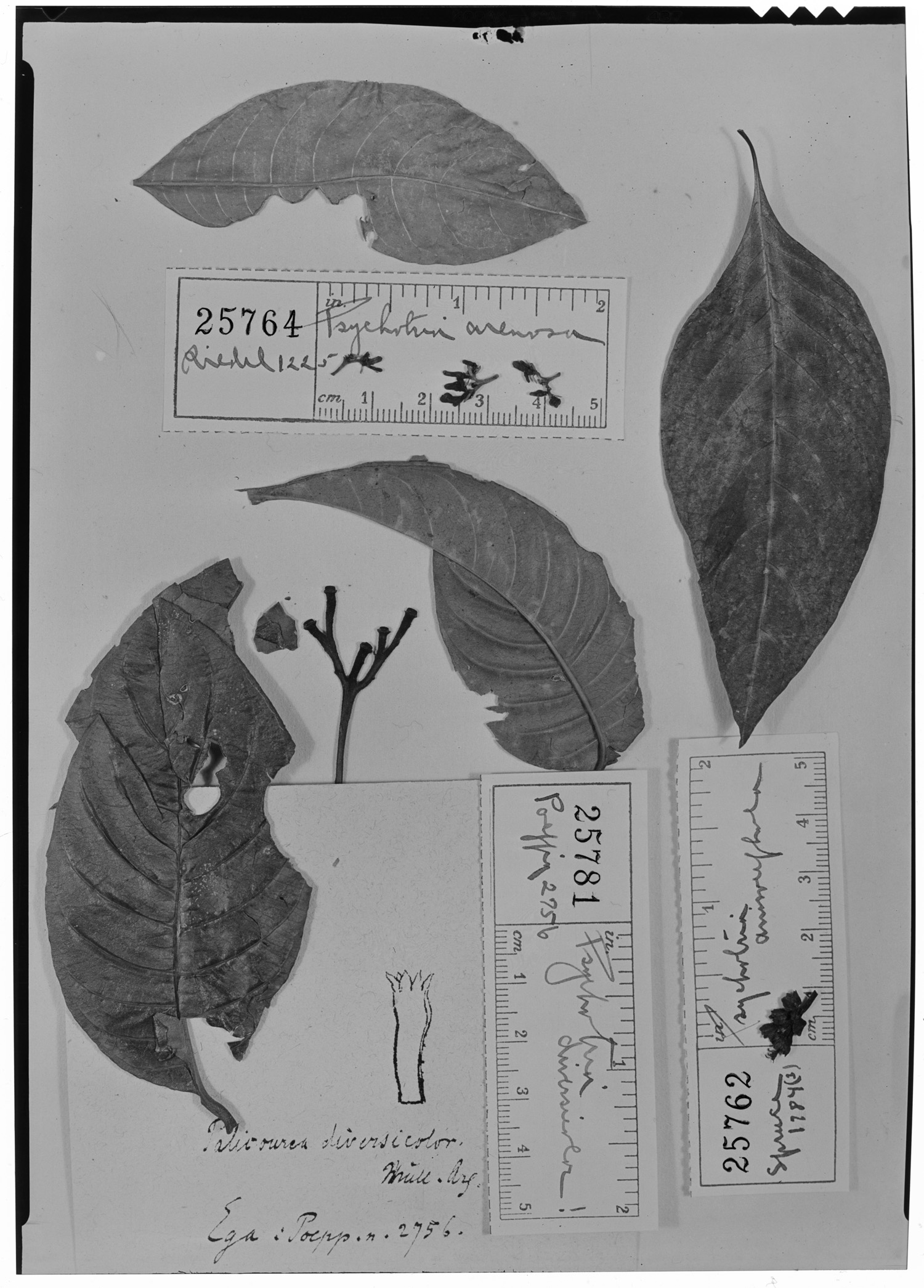 Psychotria anisocephala image