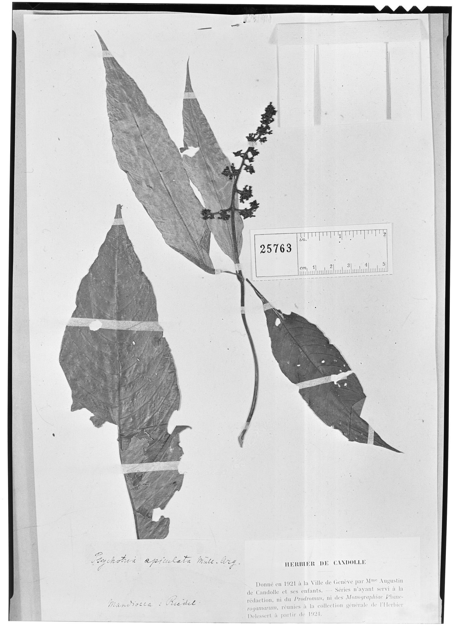 Psychotria apiculata image
