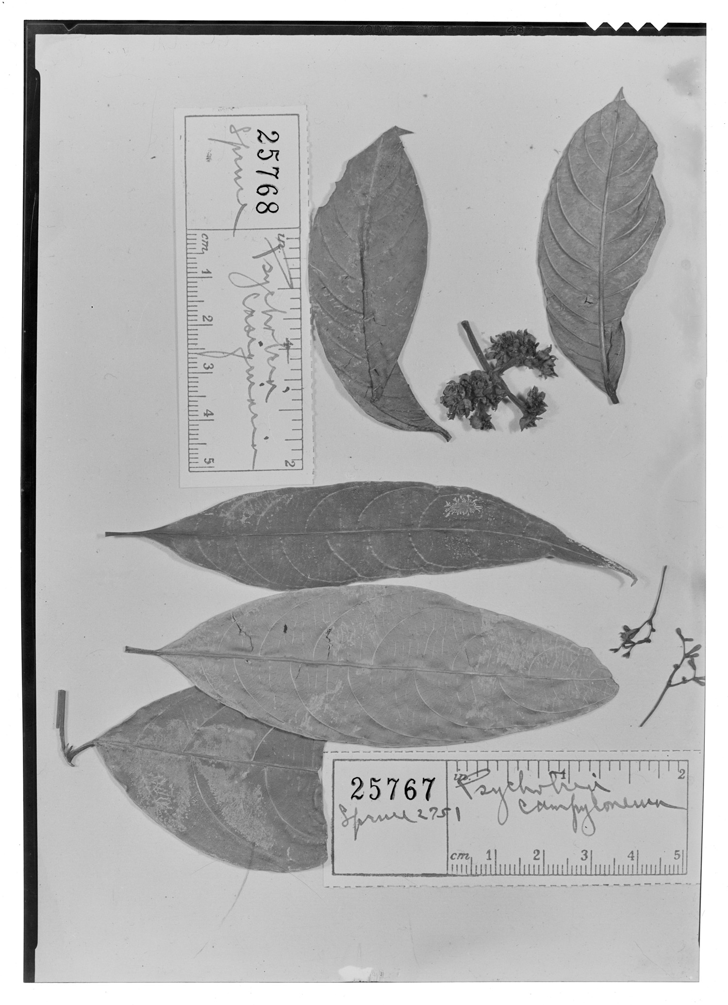 Psychotria campyloneura image